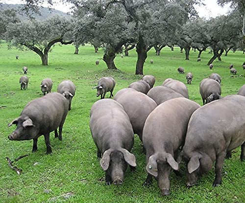 5 KG, Paleta ibérica de Bellota 50% Raza Ibérica, de "BADAJOZ", Curación 100% Natural - Imagen 4