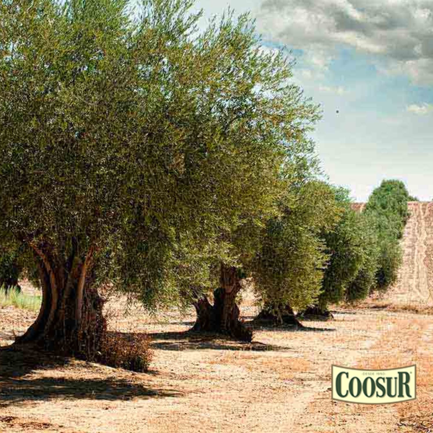 COOSUR Aceite de Oliva Virgen Extra Selección Cooperativa, 5L - Imagen 7
